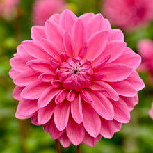 Načíst obrázek do prohlížeče Galerie, Jiřina - "Bargaly Blush" 1ks
