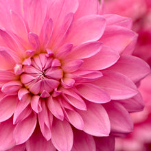 Načíst obrázek do prohlížeče Galerie, Jiřina - "Bargaly Blush" 1ks
