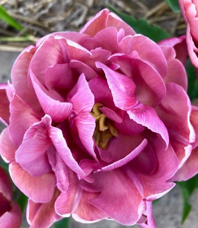 Tulipán - 