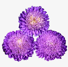 Načíst obrázek do prohlížeče Galerie, Astra čínská - &quot;Bonita&quot;, Light Blue
