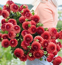 Načíst obrázek do prohlížeče Galerie, Jiřina - "Brown Sugar", 1ks
