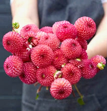 Načíst obrázek do prohlížeče Galerie, Jiřina - "Burlesca", 1ks
