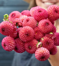 Načíst obrázek do prohlížeče Galerie, Jiřina - "Burlesca", 1ks
