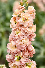 Načíst obrázek do prohlížeče Galerie, Fiala sivá - &quot;Stock. Column&quot;, Apricot
