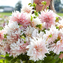 Načíst obrázek do prohlížeče Galerie, Jiřina - "Café au Lait", 1 ks
