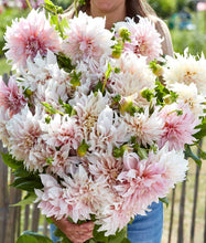 Načíst obrázek do prohlížeče Galerie, Jiřina - "Café au Lait", 1 ks
