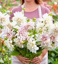 Načíst obrázek do prohlížeče Galerie, Jiřina - "Café au Lait", 1 ks
