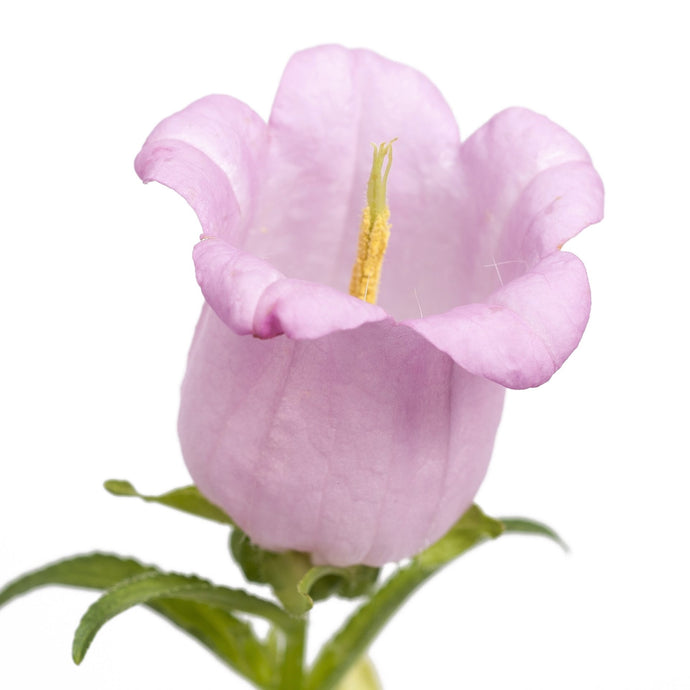 Zvonek zahradní - 