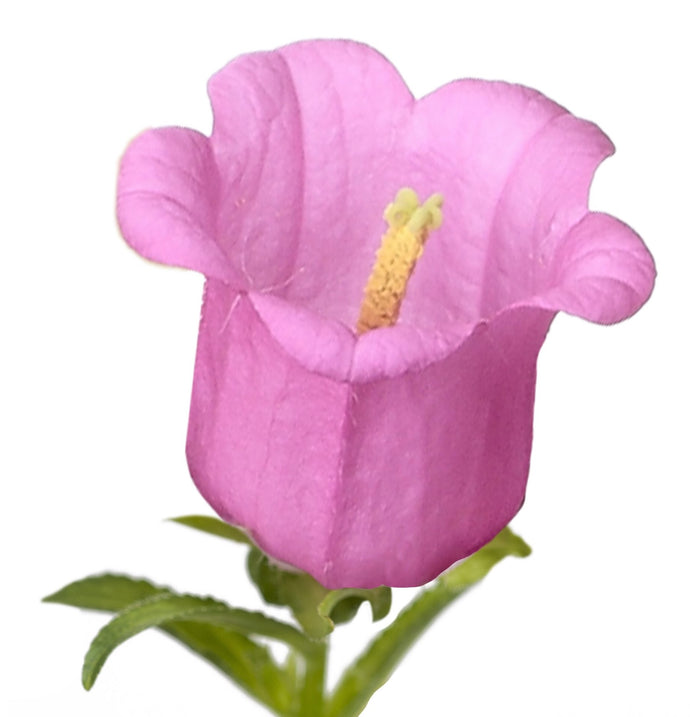 Zvonek zahradní - 