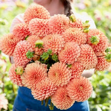 Načíst obrázek do prohlížeče Galerie, Jiřina - &quot;Coral Charm&quot;, 1ks

