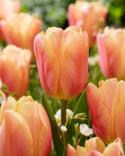 Načíst obrázek do prohlížeče Galerie, Tulipán - &quot;Salmon JImmy&quot;, 5ks, 10ks, 50ks nebo 100ks
