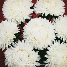 Načíst obrázek do prohlížeče Galerie, Astra čínská - &quot;Lady Coral&quot;, White
