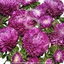 Načíst obrázek do prohlížeče Galerie, Astra čínská - &quot;Balloon&quot;, Violet
