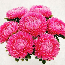 Načíst obrázek do prohlížeče Galerie, Astra čínská - &quot;Lady Coral&quot;, Briliant Rose
