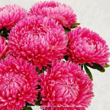 Načíst obrázek do prohlížeče Galerie, Astra čínská - &quot;Lady Coral&quot;, Briliant Rose
