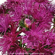 Načíst obrázek do prohlížeče Galerie, Astra čínská - &quot;Valkyrie&quot;, Parsifal, Purple
