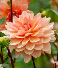 Načíst obrázek do prohlížeče Galerie, Jiřina - &quot;Apricot Desire&quot;, 1ks
