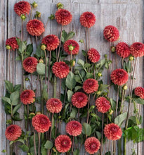 Načíst obrázek do prohlížeče Galerie, Jiřina - "Brown Sugar", 1ks
