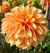 Načíst obrázek do prohlížeče Galerie, Jiřina - &quot;Bazuin Bright Orange&quot;, 1ks
