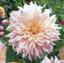 Načíst obrázek do prohlížeče Galerie, Jiřina - "Café au Lait", 1 ks
