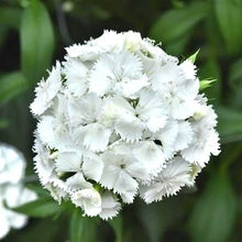 Načíst obrázek do prohlížeče Galerie, Hvozdík bradatý - &quot;F1, Sweet&quot;, White
