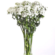 Načíst obrázek do prohlížeče Galerie, Hvozdík bradatý - &quot;F1, Sweet&quot;, White
