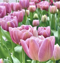 Načíst obrázek do prohlížeče Galerie, Tulipán - &quot;Beachberry&quot;, 5ks, 10ks
