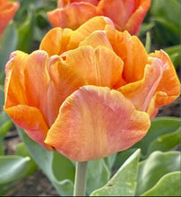 Načíst obrázek do prohlížeče Galerie, Tulipán - &quot;Lorenzo&quot;, 5ks, 10ks
