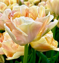 Načíst obrázek do prohlížeče Galerie, Tulipán - &quot;Charming Lady&quot;, 5ks
