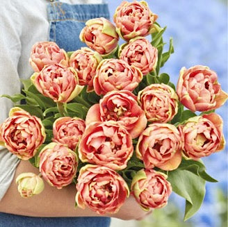 Tulipán - 