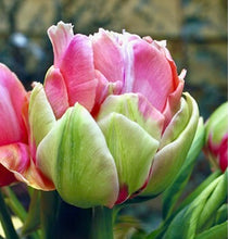Načíst obrázek do prohlížeče Galerie, Tulipán - &quot;Renown Unique&quot;, 5ks
