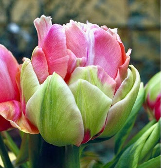 Tulipán - 