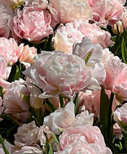 Načíst obrázek do prohlížeče Galerie, Tulipán - &quot;Dreamer&quot;, 5ks, 10ks
