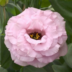Jícnovka (Eustoma) - F1 Arena Hot Pink III