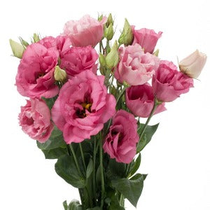 Jícnovka (Eustoma) - F1 Cessna Deep Rose III