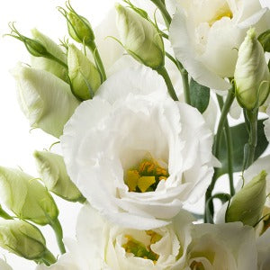 Jícnovka (Eustoma) - F1 Cessna Pure White III