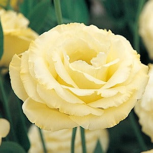 Jícnovka (Eustoma) - F1 Arena Gold III