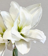Načíst obrázek do prohlížeče Galerie, Hvězdník (Amaryllis) - "Wimbledon"
