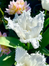 Načíst obrázek do prohlížeče Galerie, Tulipán - &quot;Noordeinde&quot;, 5ks, 10ks

