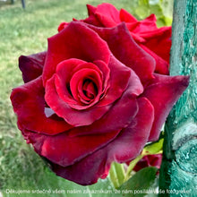 Načíst obrázek do prohlížeče Galerie, Růže - "BLACK BACCARA" ®, sazenice 1ks
