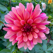 Načíst obrázek do prohlížeče Galerie, Jiřina - "Bacardi", 1ks
