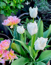 Načíst obrázek do prohlížeče Galerie, Tulipán - &quot;Noordeinde&quot;, 6ks, 12ks
