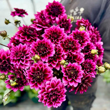 Načíst obrázek do prohlížeče Galerie, Jiřina - "Davina Michelle©", 1ks
