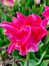 Načíst obrázek do prohlížeče Galerie, Tulipán - &quot;Crown of Dynasty®&quot;, 5ks
