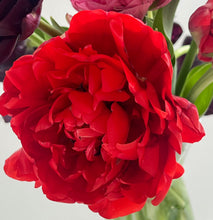 Načíst obrázek do prohlížeče Galerie, Tulipán - "Bombastic Red", 5ks nebo 10ks
