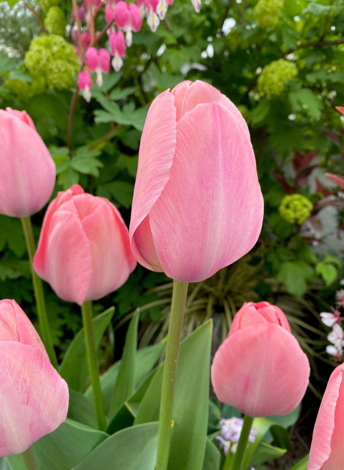 Tulipán - 