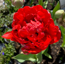 Načíst obrázek do prohlížeče Galerie, Tulipán - "Bombastic Red", 5ks nebo 10ks
