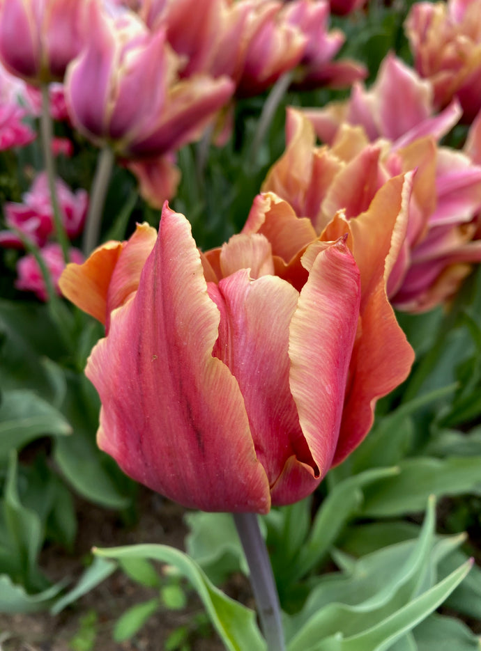 Tulipán - 