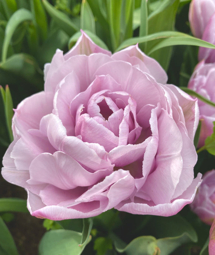 Tulipán - 