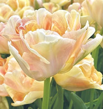 Načíst obrázek do prohlížeče Galerie, Tulipán - "Charming Lady", 5ks nebo 10ks
